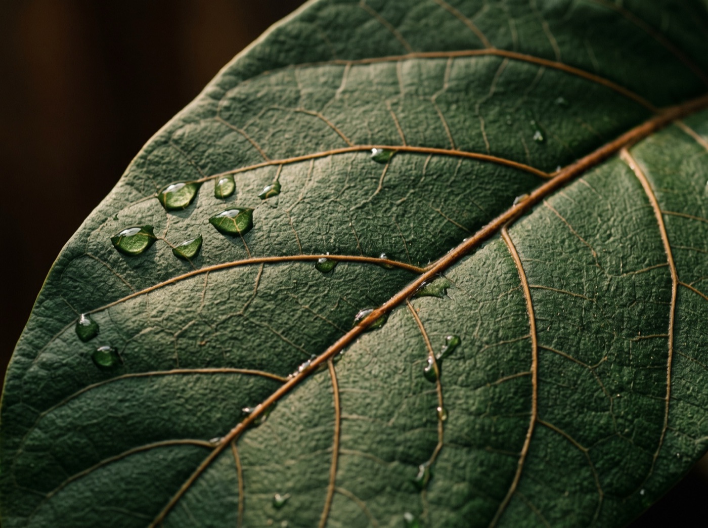 The upper surface of a large dark green leaf, veins standing out, a few drops of rain on it
